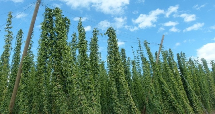 Hops and agricultural wire