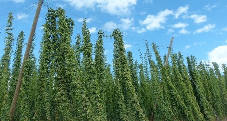 Verzinkte Stahllitze und Draht für Landwirtschaft und Hopfenanbau